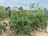 Pomegranate Land for Sale in Batticaloa