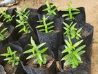 Pomegranate Plants