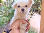 Pomeranian Puppy