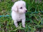 Pomeranian Dog