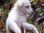 PomegrienDog