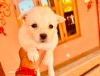 Pomeranian Puppy