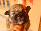 Pomeranian Puppies