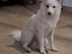 Pomeranian Dog