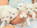 Pomenarian Puppies