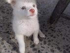 Pomenarian Spitz Puppies