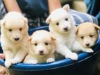 Pomenarian Puppies