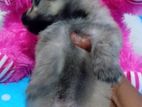 Pomeranian Puppies