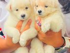 Pomenarian Puppies for sale
