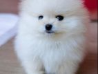 Pomenarian Puppies for sale