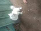 Pomenarian Puppies for sale