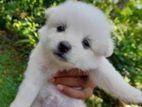 Pomeranian Puppies