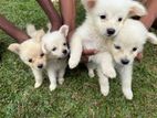 Pomenarian Puppies