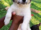 Pomeranian Puppy