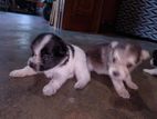 Pomenariyan Puppies