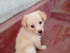 Pomeranian Puppy