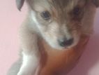 Pomaranian Puppy