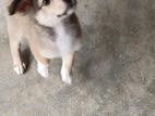 Pomeranian Puppies