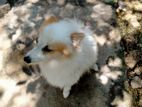 Pomeranian Puppy