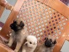 Pomeranian Puppies