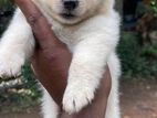 Pomeneriyan Puppies