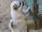 Pomeranian Puppies