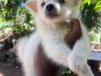 Pomeranian Puppy