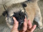Pomeranian Puppies