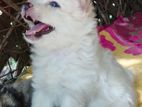 Pomeranian Puppy