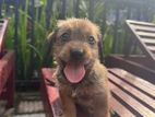 Pomeranian Dachshund Mix Dog