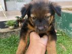 Pomeranian Cross Dog Kind Home