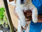 Pomeranian Cross Puppies
