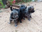 Pomeranian Cross Puppies