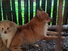 Pomeranian Dog with Puppy