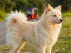 pomeranian Dog for crossing
