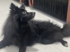 Pomeranian Dog for Crossing