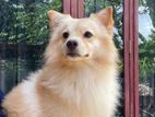 Pomeranian Dog for Crossing