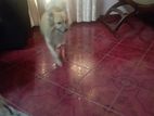 Pomeranian Dog for Kind Home