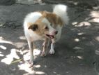 Pomeranian Dog