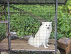 Pomeranian dog
