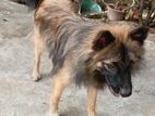pomeranian dog