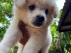 Pomeranian Puppies