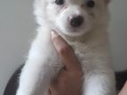 Pomeranian Dog