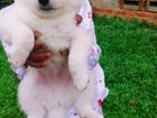 Pomeranian Puppy