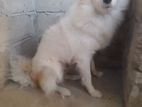 Pomeranian dog