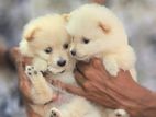 Pomeranian Dogs