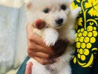 Pomeranian Dogs