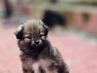 Pomeranian Dogs