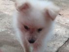 Pomeranian Dog