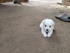Pomeranian Dog